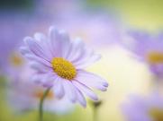 摄影清纯学妹露PP半球诱惑